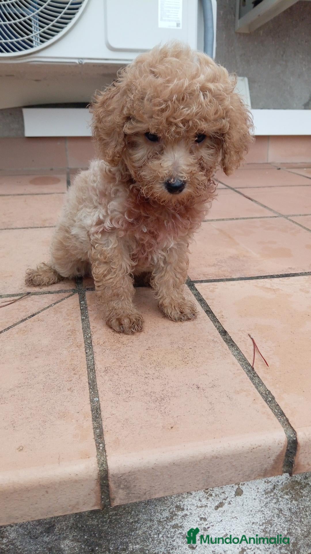 Maltipoo perros en venta: Maltipoo toy - Anuncio 1