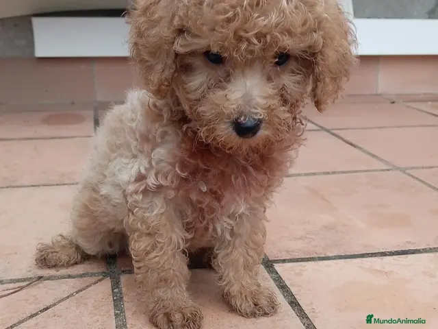 Maltipoo perros en venta: Maltipoo toy - Anuncio 1