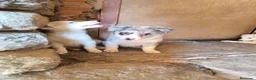 Border Collie perros en venta: Último cachorro border collie! - Anuncio 3