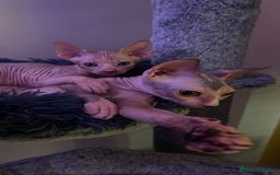 Sphynx gatos en venta: Sphynx calidad precio inmejorable  - Imagen 3