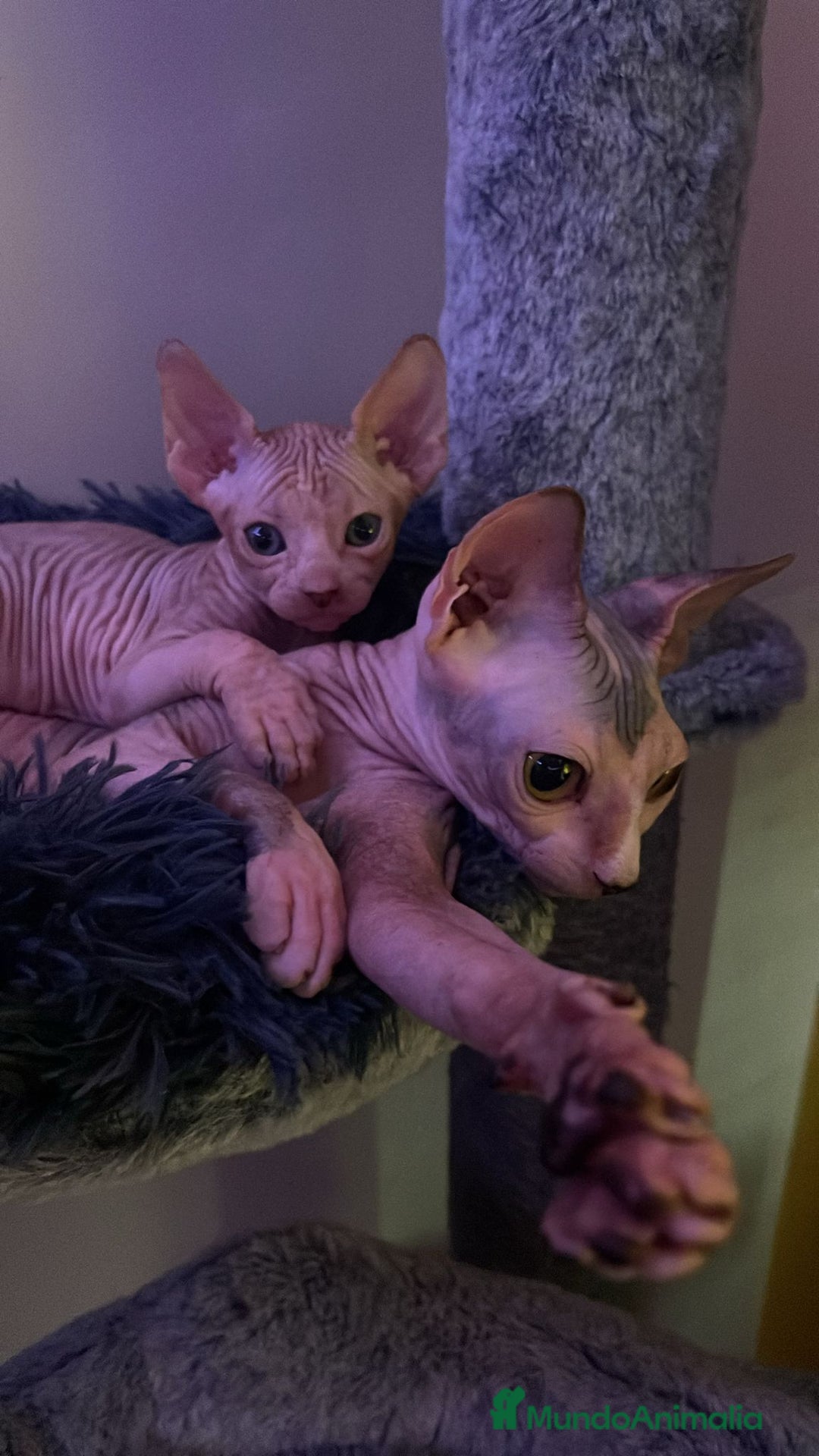 Sphynx gatos en venta: Sphynx calidad precio inmejorable  - Imagen 3