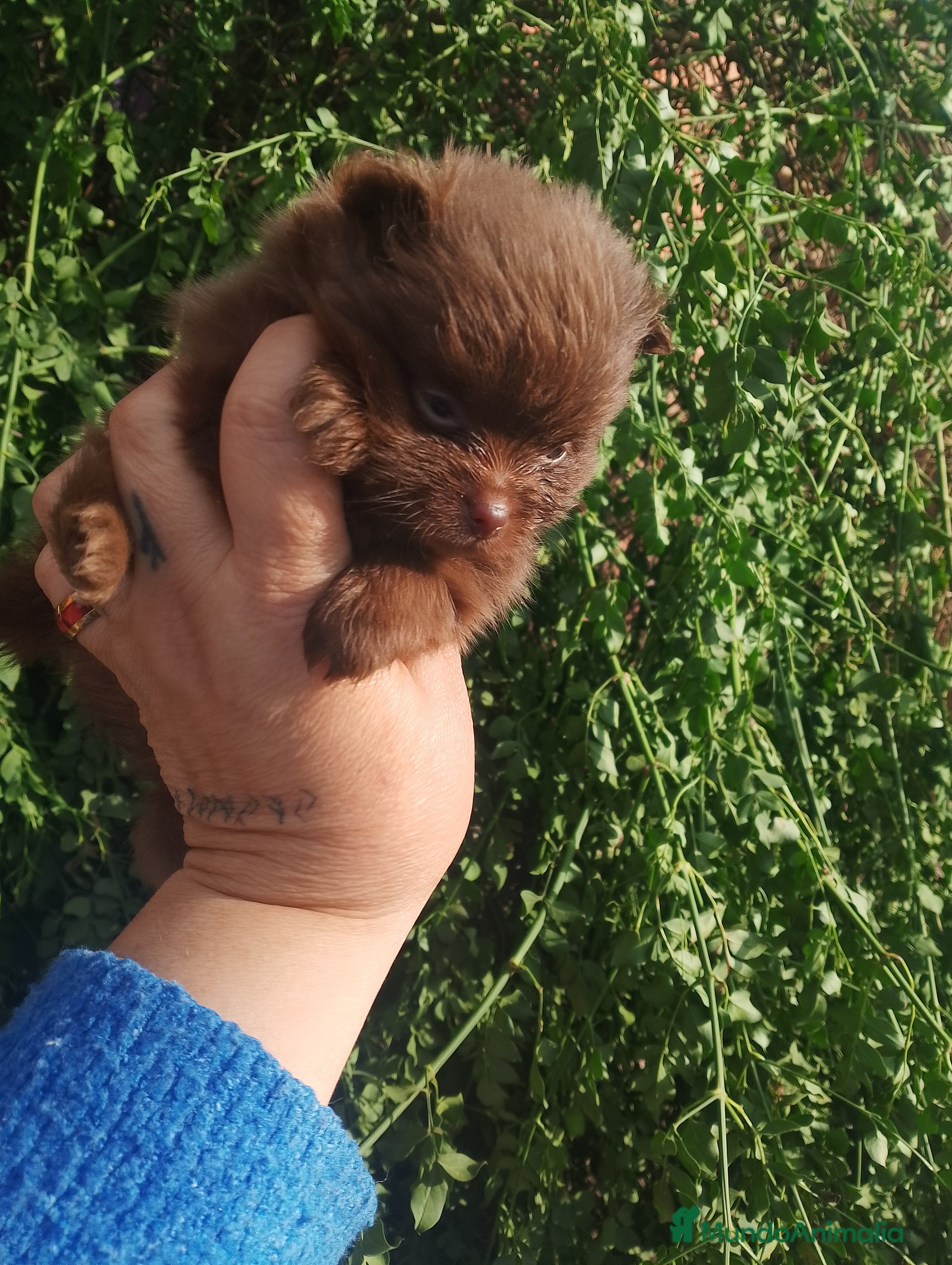 Pomerania perros Pomerania (pomchi) - Anuncio 3