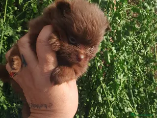 Pomerania perros Pomerania (pomchi) - Anuncio 3