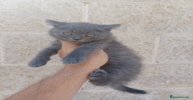 Australian Mist gatos - Anuncio 2