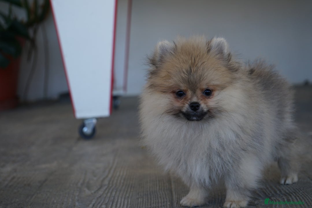 Pomerania perros en venta: 🐾 Sparky – Pomerania marrón mini toy 🍂 - Imagen 7