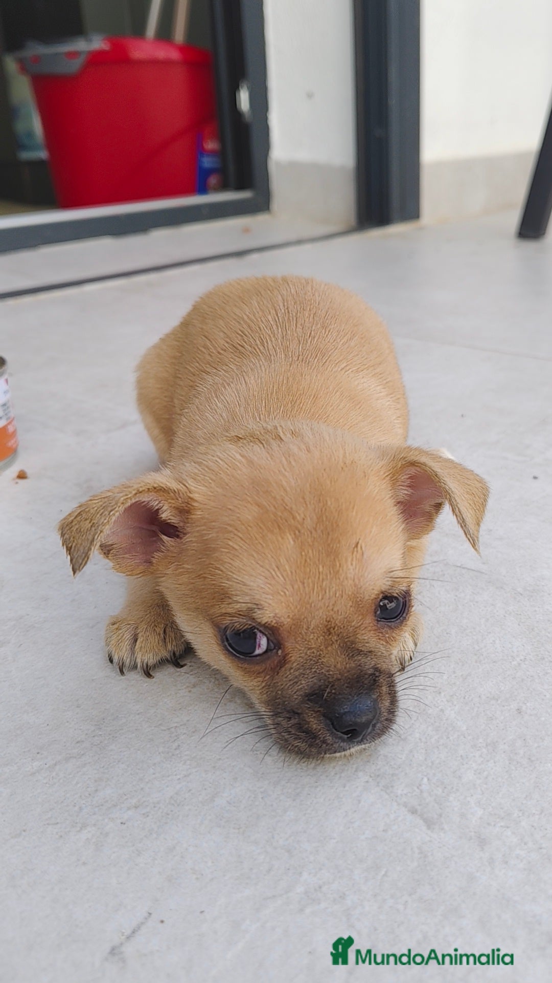 Chihuahua perros en venta: Chihuahua hembra crema  - Anuncio 4