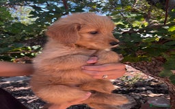 Goldendoodle perros en venta: Goldendoodle f1 - Imagen 6