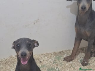 Pinscher Miniatura perros - Anuncio 39