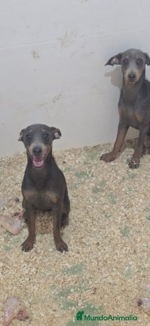 Pinscher Miniatura perros - Anuncio 2