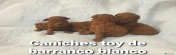 Caniche Toy perros en venta: Caniches toy con pedigree - Anuncio 9