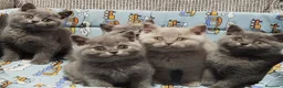 Británico de Pelo Corto Azul gatos en venta: Preciosos British Shorthair  - Anuncio 3
