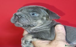 Bulldog Francés perros en venta:  bulldog francés frenchis de pasión  - Imagen 3
