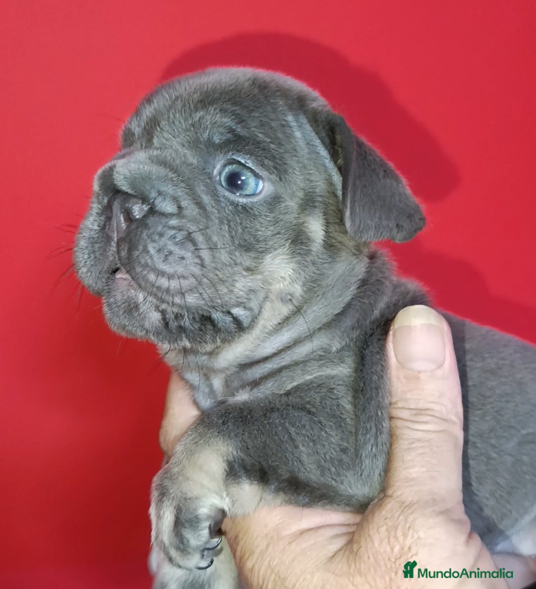 Bulldog Francés perros en venta:  bulldog francés frenchis de pasión  - Imagen 3