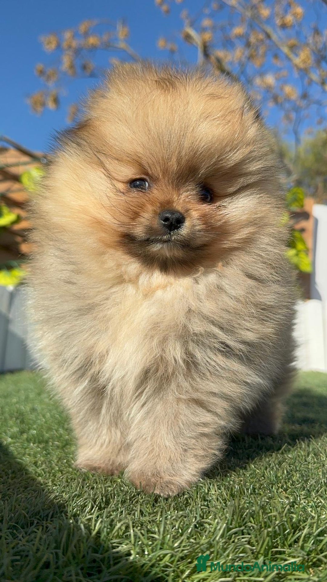 Pomerania perros en venta: POMERANIA CARA DE OSITO - Anuncio 15