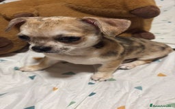 Chihuahua perros en venta: Precioso chihuahua merle - Imagen 2