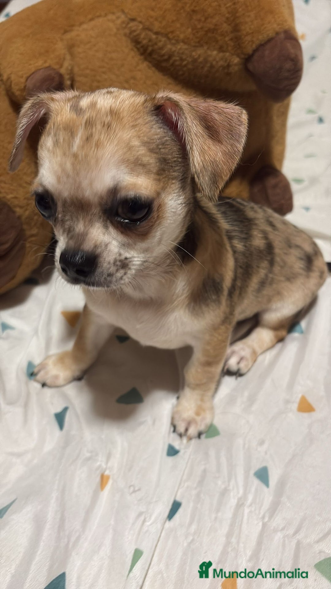Chihuahua perros en venta: Precioso chihuahua merle - Imagen 2
