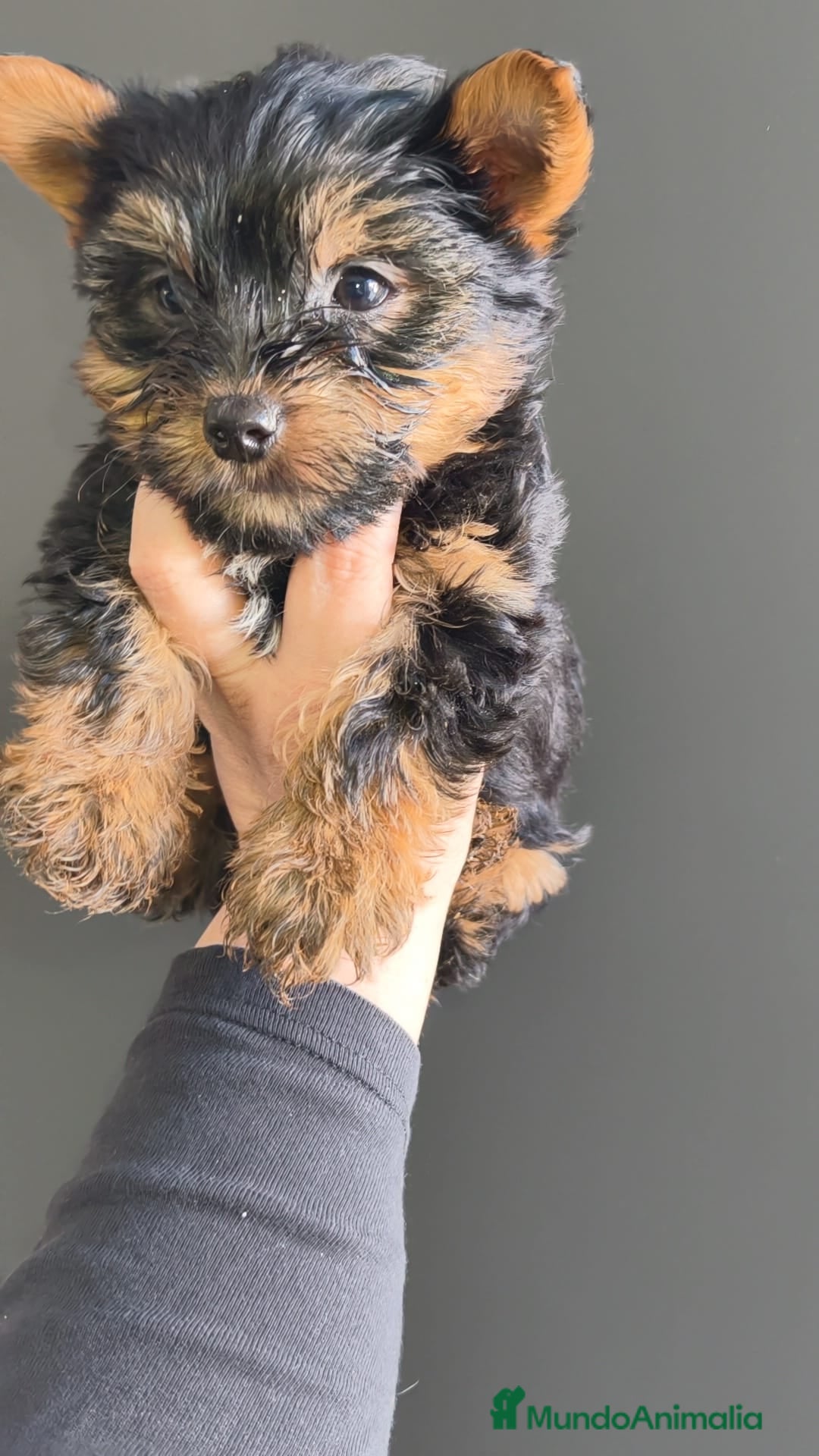 Yorkshire Terrier perros Yorkshire mini - Anuncio 1