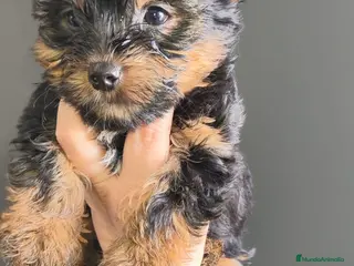 Yorkshire Terrier perros Yorkshire mini - Anuncio 1