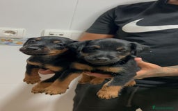 Terrier Alemán de Caza perros en venta: Dos machos Jagd terrier  - Imagen 1