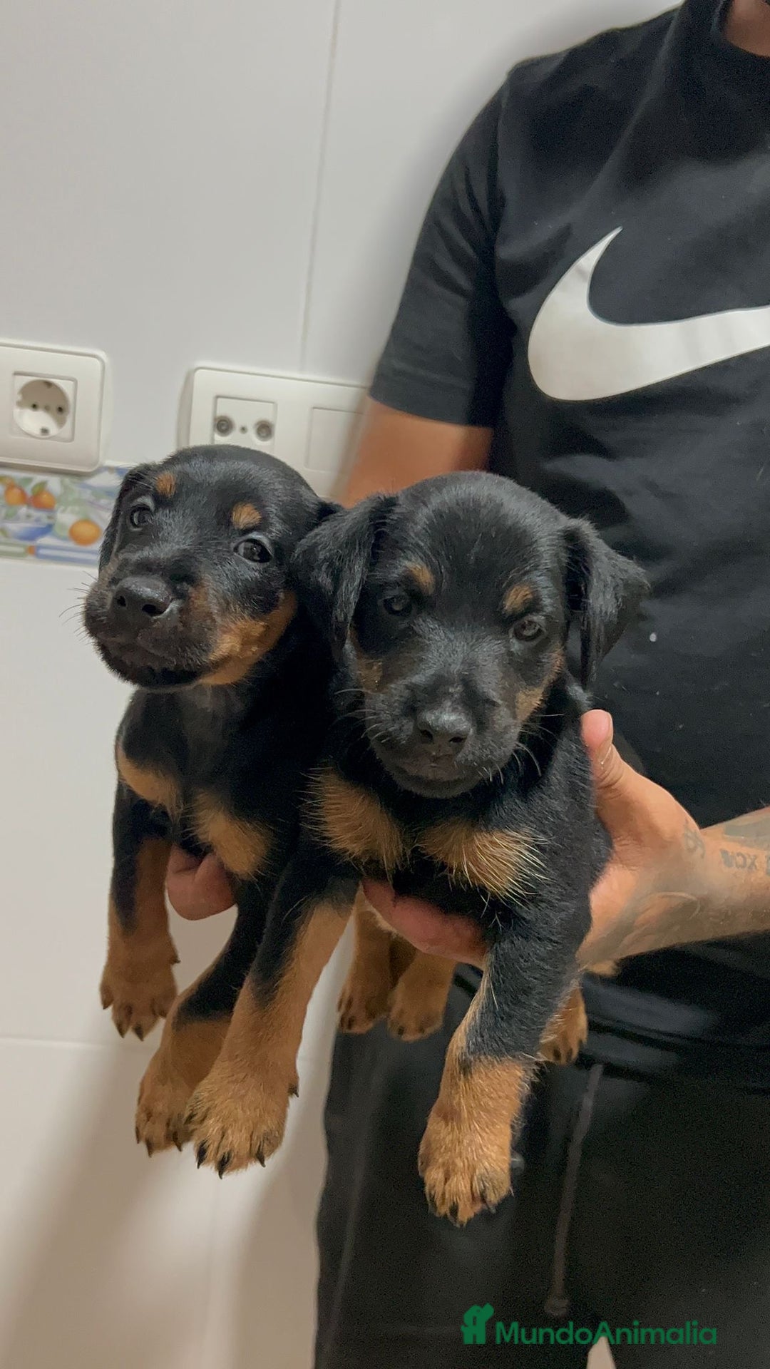 Terrier Alemán de Caza perros en venta: Dos machos Jagd terrier  - Imagen 1