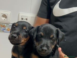 Terrier Alemán de Caza perros - Anuncio 2