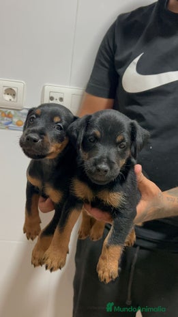 Terrier Alemán de Caza perros - Anuncio 2