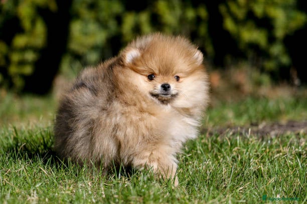 Pomerania perros Pomeranias miniatura  - Anuncio 38