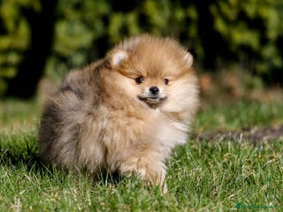 Pomerania perros Pomeranias miniatura - Anuncio 7