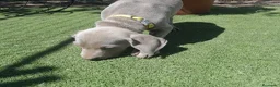Weimaraner perros en venta: BRACO DE WEIMAR - Anuncio 17