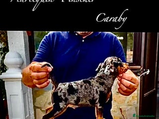 Pinscher Miniatura perros Caraby Harlequin Pinscher Benidorm en Alicante - Anuncio 2