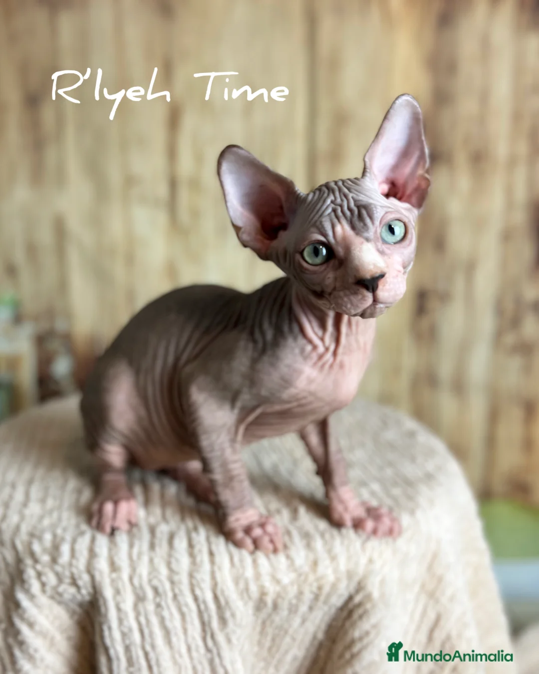 Sphynx gatos en venta: Gatito sphynx - Anuncio 1