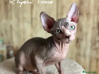 Sphynx gatos Gatito sphynx - Anuncio 3