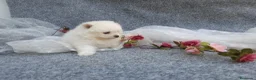 Pomerania perros en venta: PRECIOSO CACHORITO DE POMERANIA TOY  - Anuncio 15