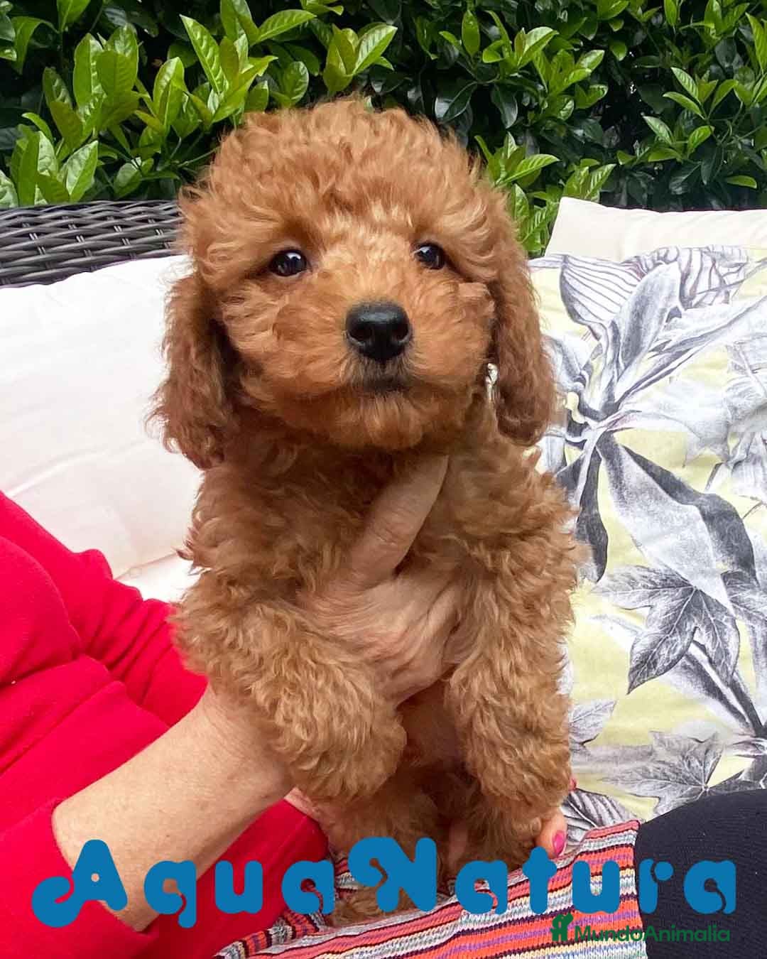 Caniche Enano perros Caniche Macho 7350 de Camila - AQUANATURA en Barcelona - Anuncio 30