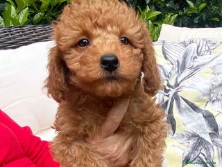 Caniche Enano perros Caniche Macho 7350 de Camila - AQUANATURA en Barcelona - Anuncio 42