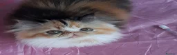 Persa gatos en venta: GATOS PERSAS/HIMALAYOS PRECIOSOS - Anuncio 5