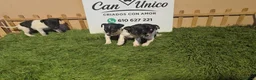 Ratonero Bodeguero Andaluz perros en venta: Bodeguero Andaluz-Calidad, seriedad y seguimiento - Anuncio 3