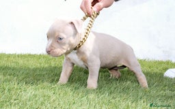 American Pit Bull Terrier perros en venta: American pitbull terrier unico en españa  - Imagen 6