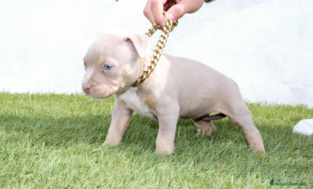 American Pit Bull Terrier perros en venta: American pitbull terrier unico en españa  - Imagen 6