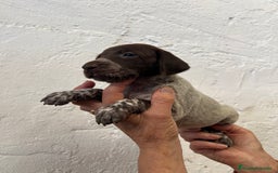 Braco Alemán de Pelo Corto perros en venta: Cachorros Braco Alemán  - Imagen 6