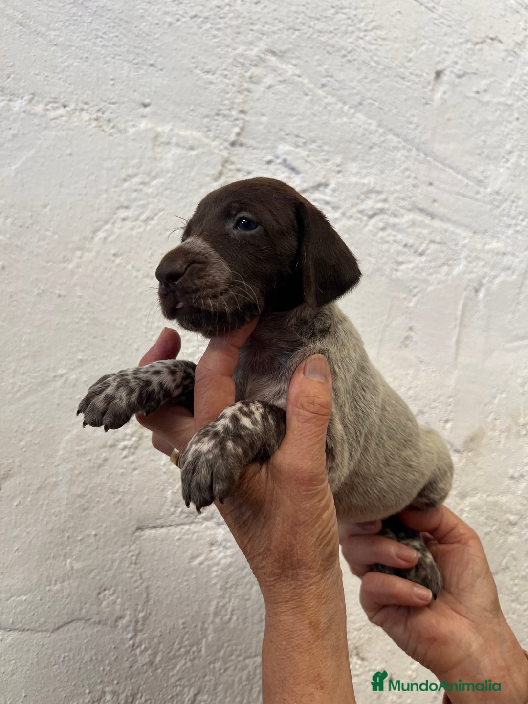 Braco Alemán de Pelo Corto perros en venta: Cachorros Braco Alemán  - Imagen 6
