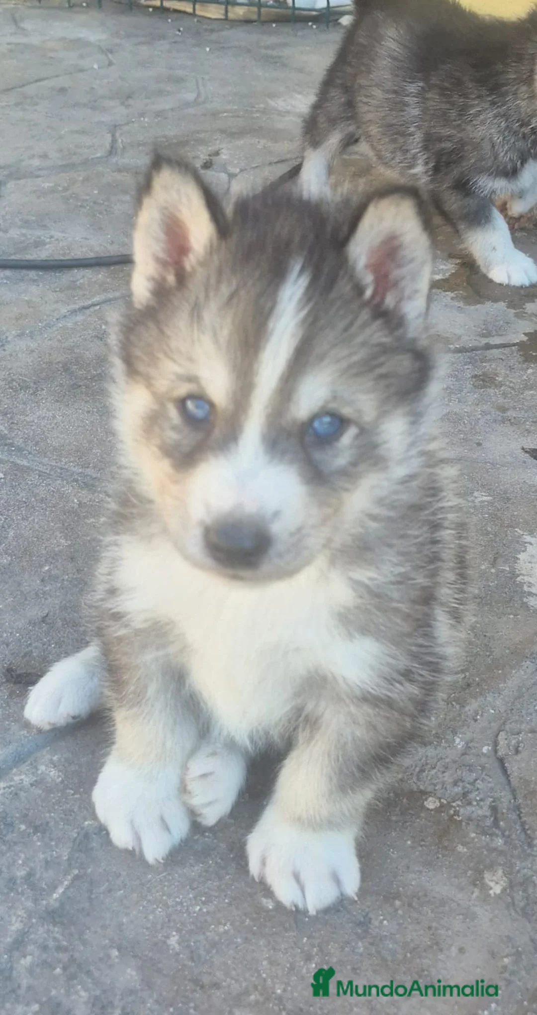 Husky Siberiano perros en venta: Espectaculares husky machos disponibles  - Anuncio 2