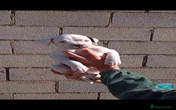 Boxer perros en venta: Última cachorrita de Boxer!! - Anuncio 2