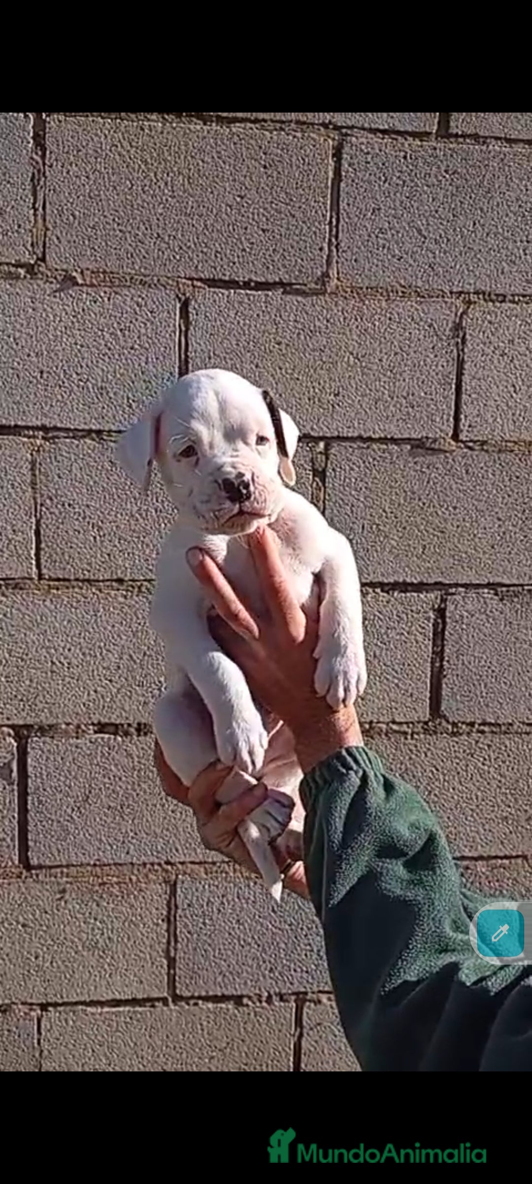 Boxer perros en venta: Última cachorrita de Boxer!! - Anuncio 2