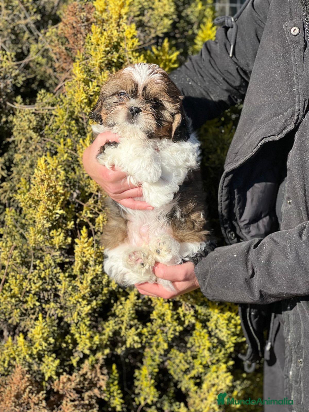Shih Tzu perros SHIH TZU TOY NACIONAL en Barcelona - Anuncio 2