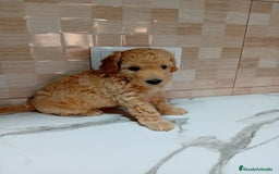 Caniche Enano perros en venta: Caniche pimentón y apricot  - Imagen 5