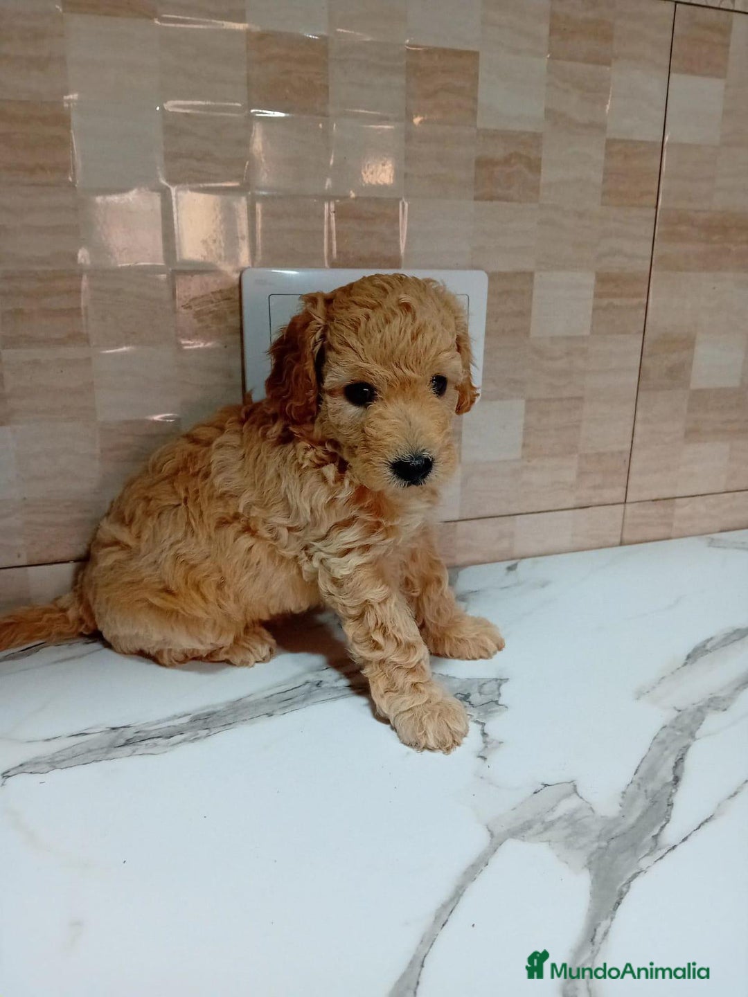 Caniche Enano perros en venta: Caniche pimentón y apricot  - Imagen 5