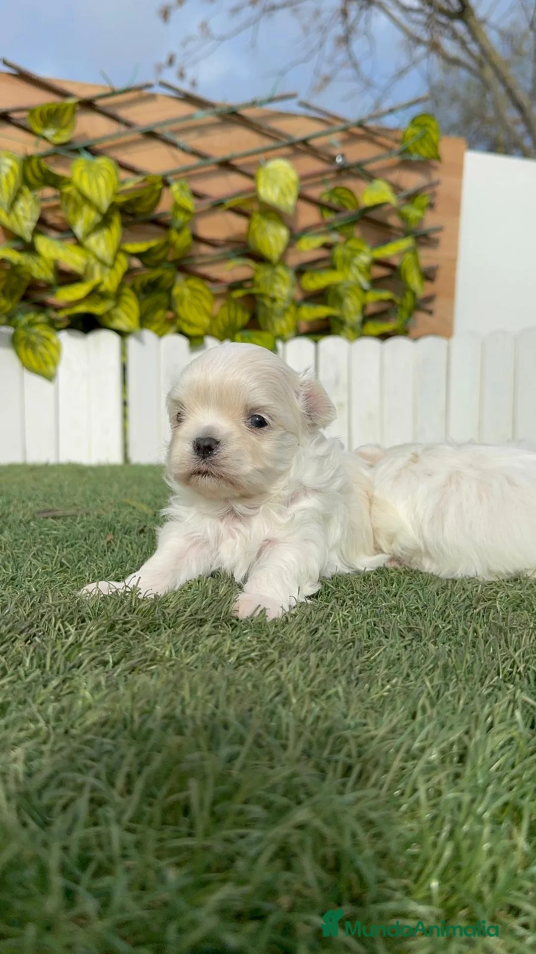 Bichón Maltés perros en venta: BICHON MALTES 100% TIPO COREANO - Anuncio 3