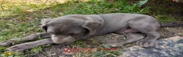 Mastín Napolitano perros en venta: Cachorrito precioso - Anuncio 4