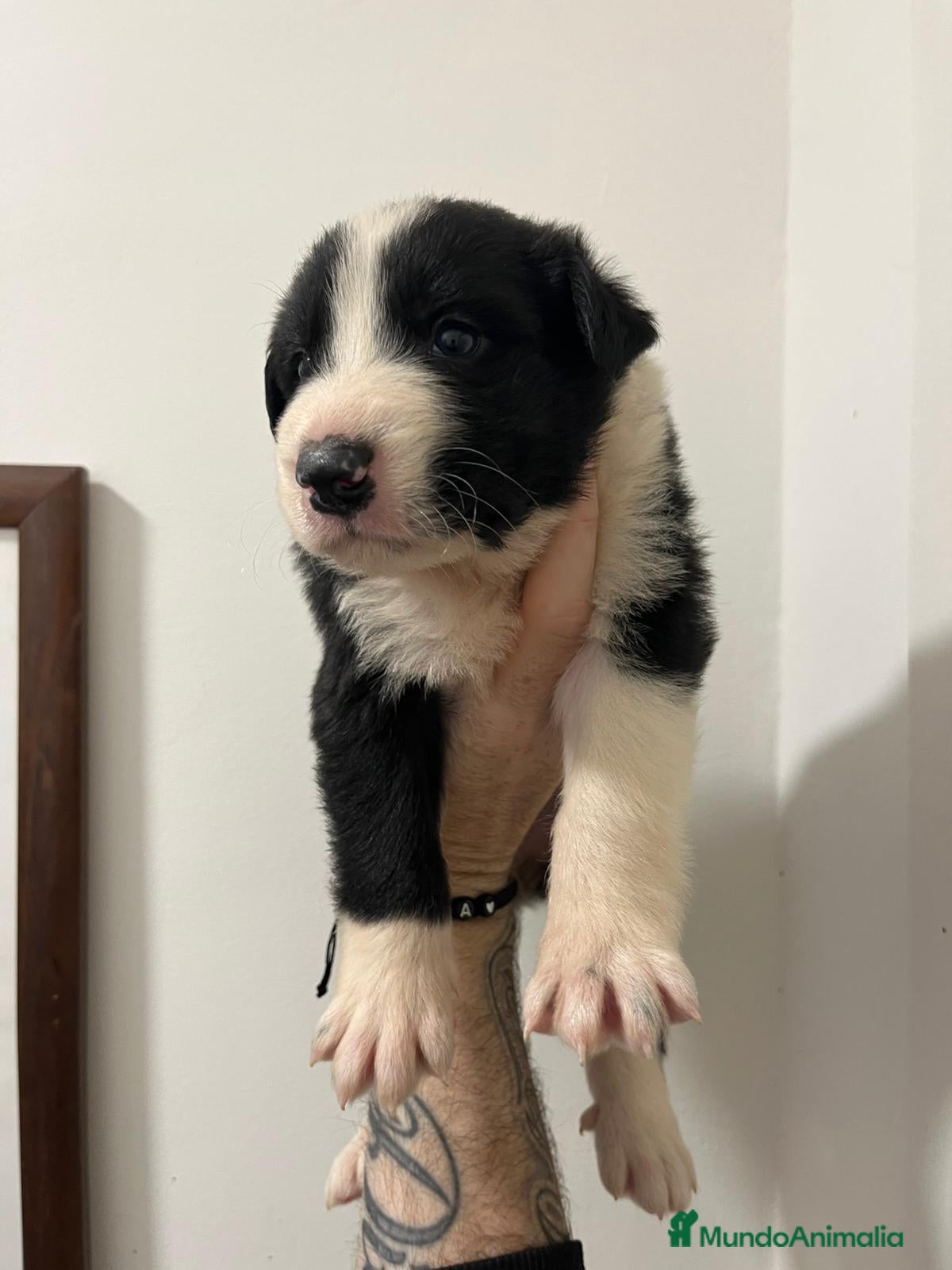 Border Collie perros en venta: Boeder collie  - Anuncio 3